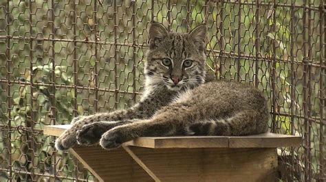 big cat rescue cameras.